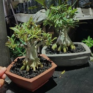 (ready) adenium percabangan bonsai