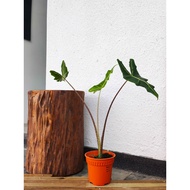 Plantderland - Alocasia Sarian 萨利安海芋