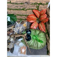 Combo fully raised with coco peat (free 3 random snails)