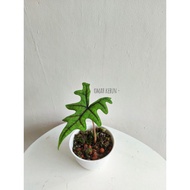 Jual Alocasia Jacklyn Limited