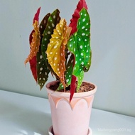 clearance sale[2636People Collection]Trout Begonia Fuji Mountain Begonia Internet Celebrity Green Pl