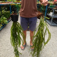 GPS Green Plant Society Hanging Live Plant Huperzia Fern Mata Gaji/Sisik Ikan 鱼鳞石松 悬挂植物 (Rare)