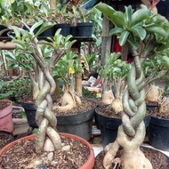 ready Tanaman hias bibit bonsai Adenium bonggol besar