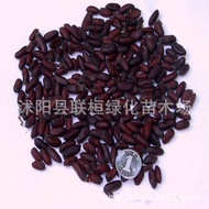Ready Stock Fast Shipping Preferred New Cai Suxin Wax Plum Seed Wax Plum Seed Golden Plum Seed Garde