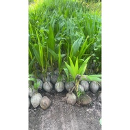 BENIH KELAPA MATAG MURAH