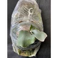 鹿角蕨-P.pewchan compact-白髮魔女-正側芽-上板 -療癒植物-文青植物、蕨類植物、雨林植物-IG網紅