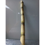BENIH TEBU TELUR/KUNING GRED AA sugarcane seeds