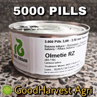 OLMETIE RZ BATAVIA LETTUCE SEEDS (5000 PILLS) by RIJK ZWAAN