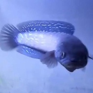 channa asiatica size 15-20 cm