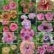 Part 2/6 : Pokok Bunga Raya Hybrid Sea Hibiscus Variegata Variegated Hibiscus Hibrid Hybrid Sepokok