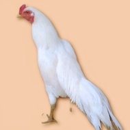 Ayam Jago kampung Putih/usia 6 bulan