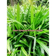 Daun pandan/pandan leaves - Daun pandan dan Anak pokok berakar