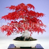 Ready Stock Fast Shipping New Cai Greening Bonsai Red Maple Seed Red Maple Seed Mini Maple Seed Red 