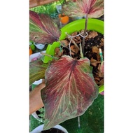 Caladium Starry Night