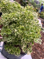 MEDIUM SIZE SUPER LUSH VARIEGATED PAPUA PLANT