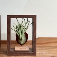 皮革製 P. veitchii 立葉銀鹿鹿角蕨相框_送禮/收藏