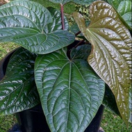 Anthurium sirih