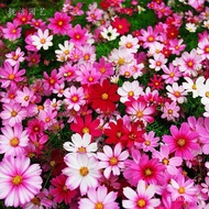 EASY Gesang flower [cosmos seeds]2000Galsang flower【Cosmos Seeds】Balcony Courtyard Indoor Potted Per