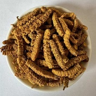 2024การรักษา Cordyceps Cordyceps sinensis ต้นทุนต่ำ Qinghai Yushu Tibet Nagqu ใช้สำหรับใช้ส่วนตัว