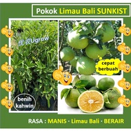 Anak Pokok Limau Sunkist Bali 柚柑 树苗 Sapling Lime Sunkist