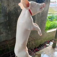 babi guling (bigul utuh)