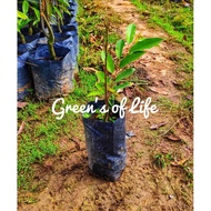 Anak Pokok Khawin Durian Duri Hitam D200 Cepat Berbuah/ Black Thorn Durian Tree D200 (Grafted)