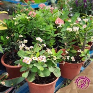 Pokok Bunga Mahkota Berduri / Euphorbia Milli / Live Plant / Mahkota Berduri