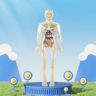 Human Body Model For Kids Fully Transparent Body For Students