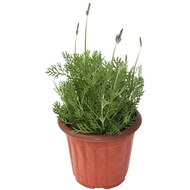 Sixiang Lavender Potted Plant Lavender with Bud Balcony Plant Lavender Office Desk Surface Panel Balcony Green Plant