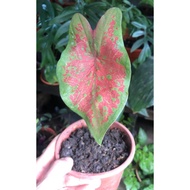 Biji Benih Keladi Caladium Butterfly Seed - 5 Seed