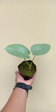 alocasia raksasa / alocasia alba