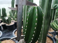 🌵💥สร้อยไข่มุก 💥🌵  Pachycereus marginatus ตัดสด   ขนาด 10-20 ซม. ต้นกระบองเพชร ต้นแคคตัส (แคคตัส กระบองเพชร)