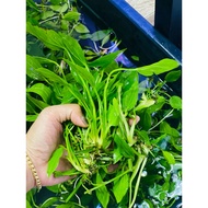 10 Branches of Aquatic Water Orchids - Aquatic Plants for Aquarium Decoration