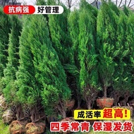 Cypress Tree Tree Tartar Cypress Four Seasons Evergreen Pine Cypress Tree Big Tree Side Cypress Cypr