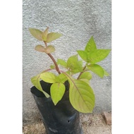 Pokok Israel atau rumput Israel, tiada waranti