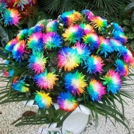 Bibit Benih Biji Bunga Krisan Pelangi-Rainbow Chrysanthemum - Biji Bunga Krisan Pelangi-Rainbow Chry
