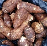 talas lokal talas kampung untuk keripik 1 Kg