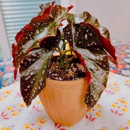 Tanaman begonia begonia moka ( begonia cracklin rosie)