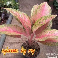 Spesial Aglonema Big Roy Rimbun/ Big Roy Indukan/Big Roy Berkwalitas /