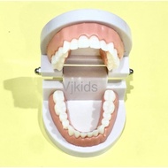 REPLIKA Tooth model dental study tool montessori dental teaching tool dental replica