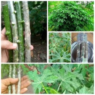 Bibit Pepaya Jepang / Pohon Pepaya Jepang / Stek Pepaya Jepang Berkualitas Super