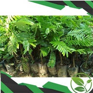Bibit Petai Super Cepat Berbuah Bibit Petai Hibrida Bibit Petai Jumbo Bibit Petai Murah