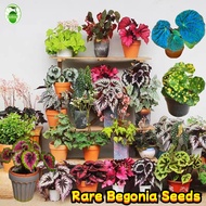50 Seeds/pack Mixed Colors Begonia Seeds Rare Flower Seeds for Planting Home Garden Decoration Items