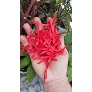 100 mini bows, size 3mm, length from 2 cm to 4 cm, many colors