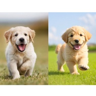 Customize photo - AI custom image