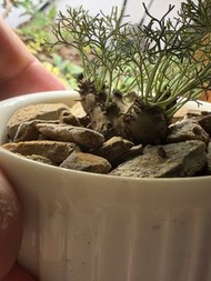 白皮月界（精緻小盆）（植物2cmUP）塊根植物，多肉植物
