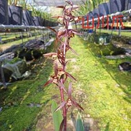 佳林蘭園  報歲蘭［山川爪］