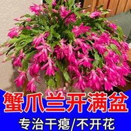 有機肥 花肥 開花肥 肥料 氮磷鉀 磷鉀肥 磷酸二氫鉀 蟹爪蘭專用肥料養花肥料蟹爪蘭四季開花營養液免稀釋養花專用肥料