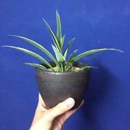 READY STOCK Snake plant / Anak pokok snake plant (dalam pasu/plastic pot)