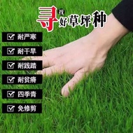 Lawn seeds grew every year round with no pruning, tall fescue, rye, orchard grass seeds,